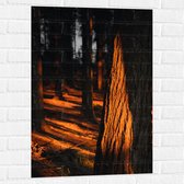 WallClassics - Muursticker - Oranje Zonlicht in het Bos - 60x90 cm Foto op Muursticker
