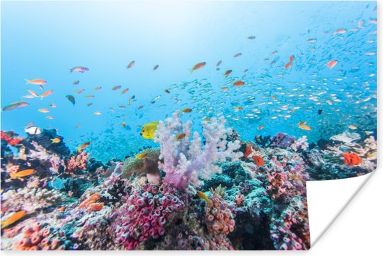 Kleurrijk rif en koraal Poster 60x40 cm - Foto print op Poster (wanddecoratie)