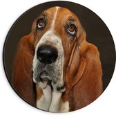 WallClassics - Dibond Muurcirkel - Bruine Basset Hond - 20x20 cm Foto op Aluminium Muurcirkel (met ophangsysteem)