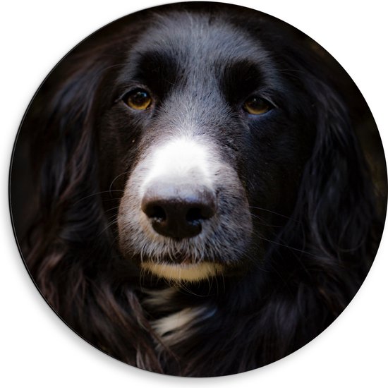 WallClassics - Dibond Muurcirkel - Zwarte Hond met Witte Neus - 50x50 cm Foto op Aluminium Muurcirkel (met ophangsysteem)