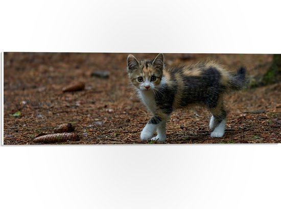 WallClassics - PVC Schuimplaat - Kitten in het Bos - 60x20 cm Foto op PVC Schuimplaat (Met Ophangsysteem)