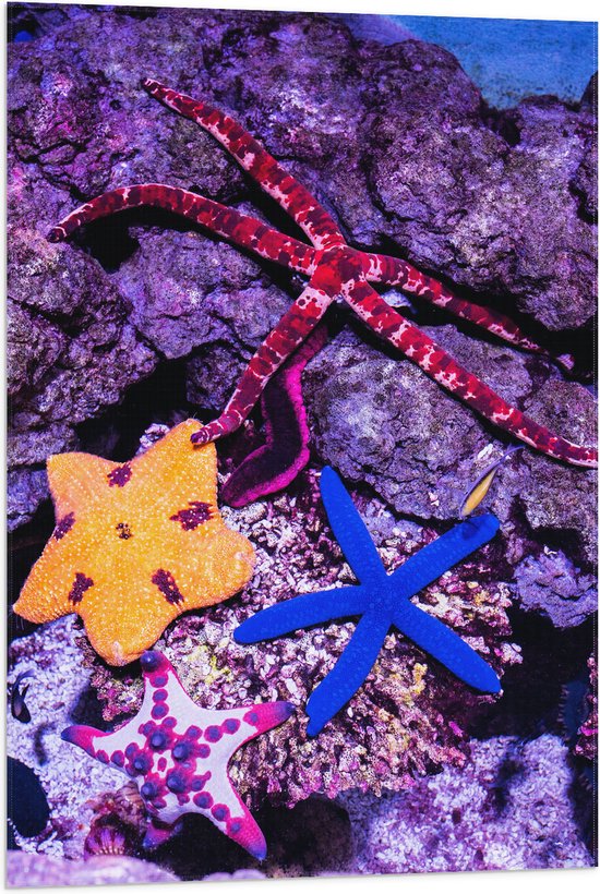 WallClassics - Vlag - Gekleurde Zee sterren - 60x90 cm Foto op Polyester Vlag
