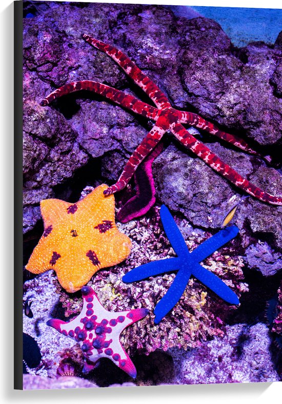 WallClassics - Canvas - Gekleurde Zee sterren - 60x90 cm Foto op Canvas Schilderij (Wanddecoratie op Canvas)