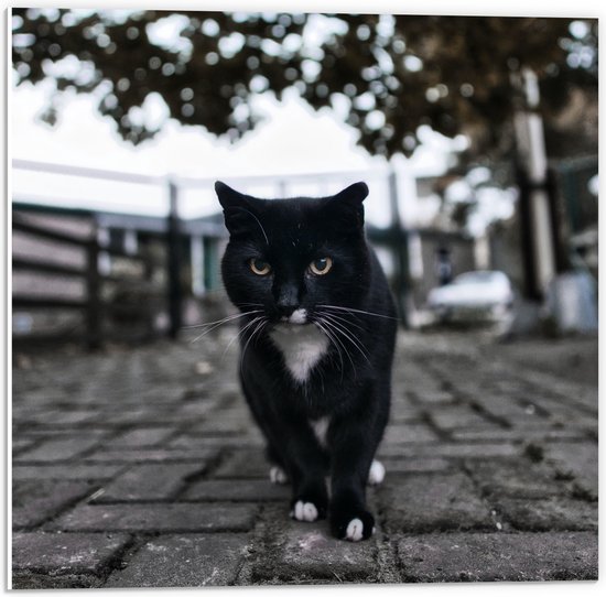 WallClassics - PVC Schuimplaat - Zwarte Kat op Straat - 50x50 cm Foto op PVC Schuimplaat (Met Ophangsysteem)