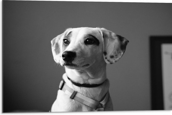 WallClassics - Dibond - Whippet Hond Zwart - Wit - 75x50 cm Foto op Aluminium (Wanddecoratie van metaal)