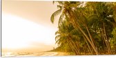 Dibond - Kokosnoot Palmbomen aan het Strand tijdens Felle Zonsopkomst - 100x50 cm Foto op Aluminium (Met Ophangsysteem)
