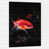 WallClassics - Muursticker - Rode Vis Zwemmend in Vijver - 70x105 cm Foto op Muursticker