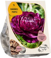 Ranonkel flower my life purple per 15