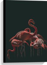 Canvas - Groepje Flamingo's met Zwarte Achtergrond - 40x60 cm Foto op Canvas Schilderij (Wanddecoratie op Canvas)