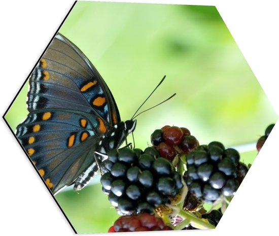 WallClassics - Dibond Hexagon - Vlinder met Blauw en Oranje Vleugels op Bramenstruiken - 50x43.5 cm Foto op Hexagon (Met Ophangsysteem)