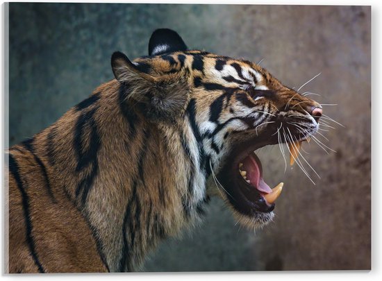 Acrylglas - Sumatraanse Tijger met Open Bek en Lange Snorharen - 40x30 cm Foto op Acrylglas (Wanddecoratie op Acrylaat)