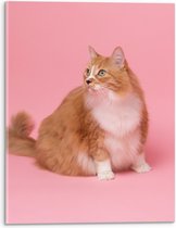 WallClassics - Acrylglas - Oranje Kat met Witte Vlek op Roze Achtergrond - 30x40 cm Foto op Acrylglas (Met Ophangsysteem)