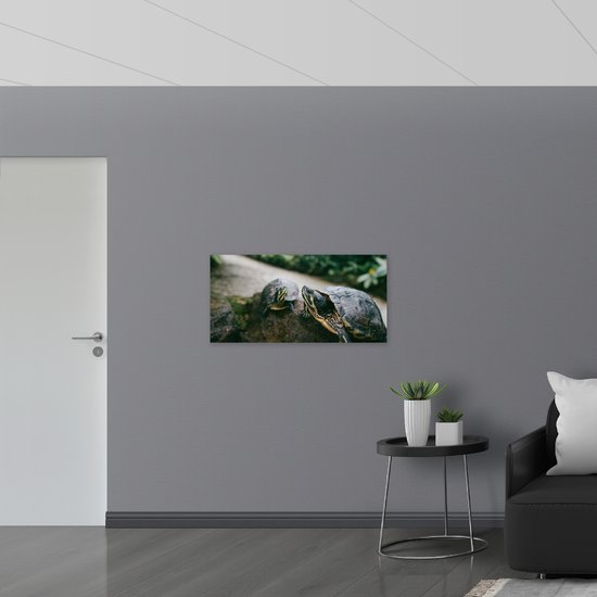 WallClassics - Verre Acrylique - Deux Tortues Vertes sur un Rocher - 100x50 cm Photo sur Verre Acrylique (Décoration murale sur Acrylique)