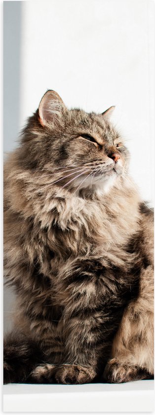 WallClassics - Poster (Mat) - Siberische Bruine kat - 30x90 cm Foto op Posterpapier met een Matte look