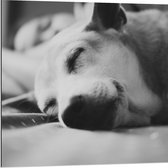 WallClassics - Dibond - Slapende Hond - Zwart Wit - 80x80 cm Foto op Aluminium (Met Ophangsysteem)