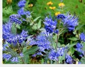 Caryopteris clandonensis 'Kew Blue' - Blauwe Spirea, Baardbloem, Herfstsering 30 - 40 cm in pot