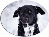 Dibond Ovaal - Zwart met Witte Hond in Sneeuwlandschap - 68x51 cm Foto op Ovaal (Met Ophangsysteem)