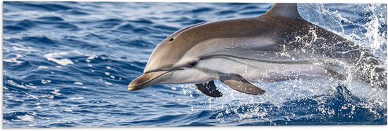 Vlag - Springende Tevreden Dolfijn - 60x20 cm Foto op Polyester Vlag