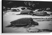WallClassics - Canvas - Reuzeschildpadden op het Strand - Zwart Wit - 90x60 cm Foto op Canvas Schilderij (Wanddecoratie op Canvas)