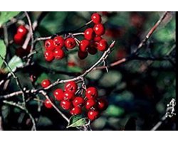 Aronia arbutifoia 'Brilliant' - APPELBES , RODE APPELBES 40 - 60 cm in pot