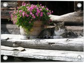 WallClassics - Tuinposter – Kat liggend in de Schaduw van een Bloempot - 40x30 cm Foto op Tuinposter (wanddecoratie voor buiten en binnen)