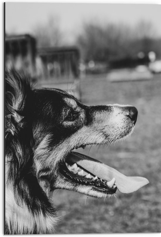 WallClassics - Dibond - Opzij kijkende Hond met Tong uit Mond - Zwart Wit - 50x75 cm Foto op Aluminium (Met Ophangsysteem)