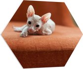 WallClassics - PVC Schuimplaat Hexagon - Naakte Kitten op een Oranje Stoel - 70x60.9 cm Foto op Hexagon (Met Ophangsysteem)