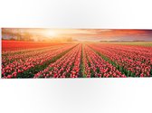 PVC Schuimplaat- Rijen Roodkleurige Tulpen in Bloemenveld in Nederland - 90x30 cm Foto op PVC Schuimplaat