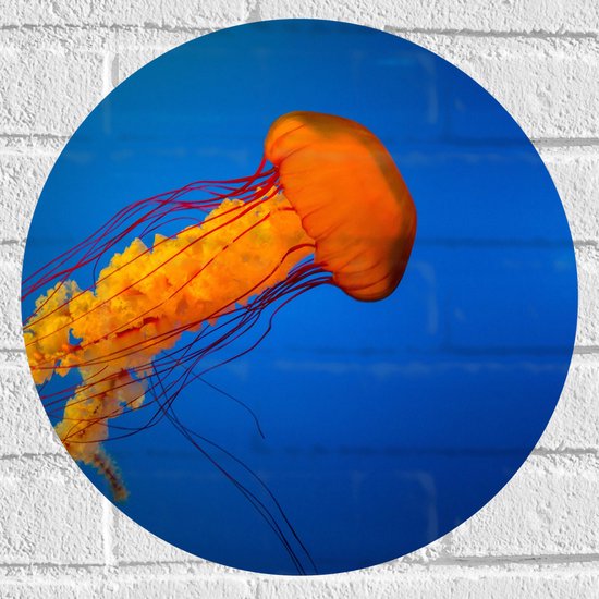 WallClassics - Muursticker Cirkel - Oranje Kwal Zwemmend in Donker Blauwe Oceaan - 40x40 cm Foto op Muursticker