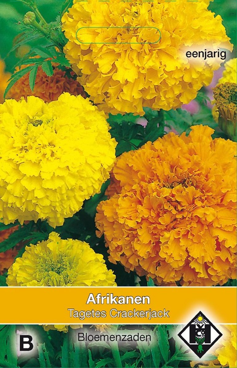 2 stuks Tagetes erecta CrackerjackVan Hemert & Co