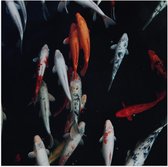 WallClassics - Poster (Mat) - Pêche Koï - Photo 80x80 cm sur papier mat