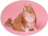 WallClassics - PVC Schuimplaat Ovaal - Oranje Kat met Witte Vlek op Roze Achtergrond - 68x51 cm Foto op Ovaal (Met Ophangsysteem)