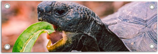 WallClassics - Tuinposter – Schildpad die Groen Blad eet - 60x20 cm Foto op Tuinposter (wanddecoratie voor buiten en binnen)