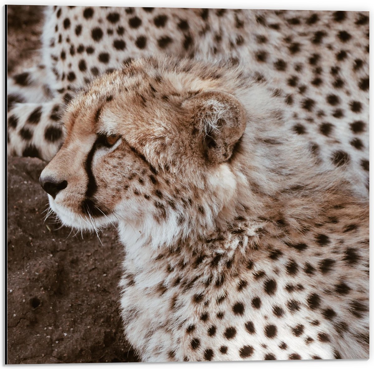 Dibond - Baby Luipaard naast zijn Moeder - 50x50 cm Foto op Aluminium (Met Ophangsysteem)