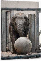 WallClassics - Dibond - Baby Olifant met een Bal - 80x120 cm Foto op Aluminium (Wanddecoratie van metaal)