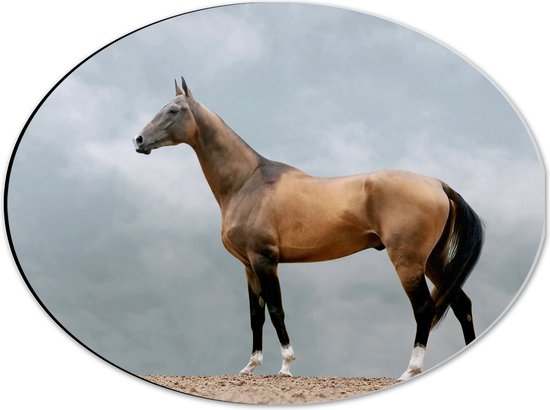 Dibond Ovaal - Volbloed Akhal-Teke Paard - 40x30 cm Foto op Ovaal (Met Ophangsysteem)