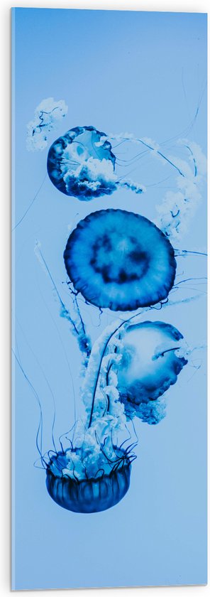 WallClassics - Acrylglas - Blauwe Zwemmende Kwallen in het Water - 30x90 cm Foto op Acrylglas (Met Ophangsysteem)