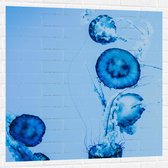 WallClassics - Muursticker - Blauwe Zwemmende Kwallen in het Water - 100x100 cm Foto op Muursticker