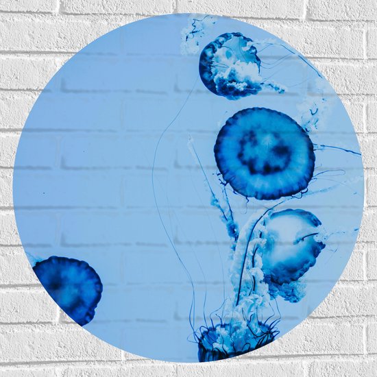WallClassics - Muursticker Cirkel - Blauwe Zwemmende Kwallen in het Water - 70x70 cm Foto op Muursticker