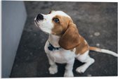 WallClassics - Acrylglas - Beagle Hond Zittend op de Grond - 75x50 cm Foto op Acrylglas (Met Ophangsysteem)