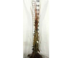 10 x Salix alba 'Chermesina' - Oranje Schietwilg, Knotwilg 60 - 100 cm blote wortel