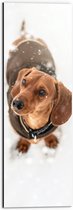 WallClassics - Dibond - Kleine Hond met Jas aan - 20x60 cm Foto op Aluminium (Met Ophangsysteem)