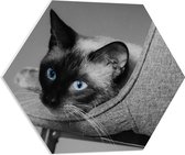 WallClassics - PVC Schuimplaat Hexagon  - Zwart Wit Foto van Siamese Kat - 60x52.2 cm Foto op Hexagon (Met Ophangsysteem)