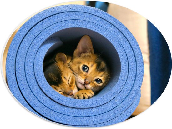 WallClassics - PVC Schuimplaat Ovaal - Twee Katten in Blauwe Rol - 40x30 cm Foto op Ovaal  (Met Ophangsysteem)