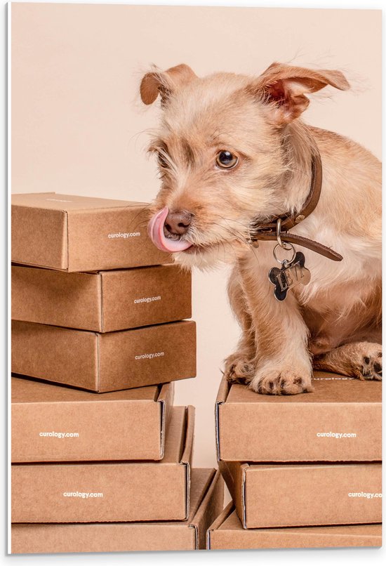 WallClassics - Panneau en mousse PVC - Chien sur une pile de cartons - Photo 40 x 60 cm sur panneau en mousse PVC (avec système de suspension)