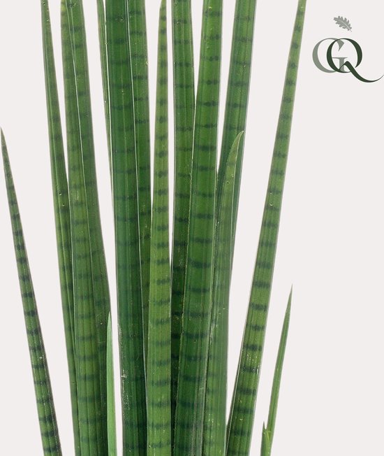 Sansevieria Cylindrica - Lady's Tongue - 70 cm - plante artificielle