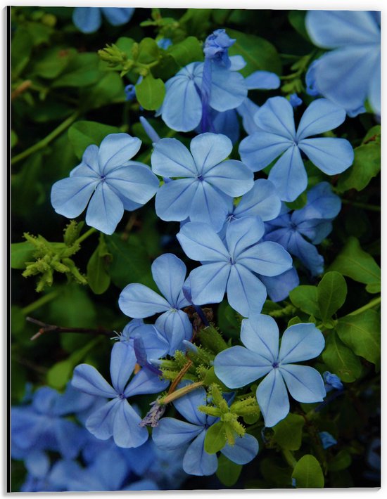 Dibond - Blauw Gekleurde Mannentrouw Bloemen in Struik - 30x40 cm Foto op Aluminium (Met Ophangsysteem)