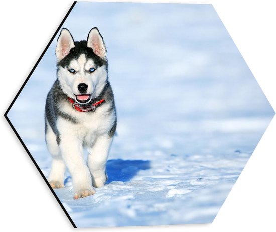 WallClassics - Dibond Hexagon - Husky Puppy Rennend door de Sneeuw - 30x26.1 cm Foto op Hexagon (Met Ophangsysteem)