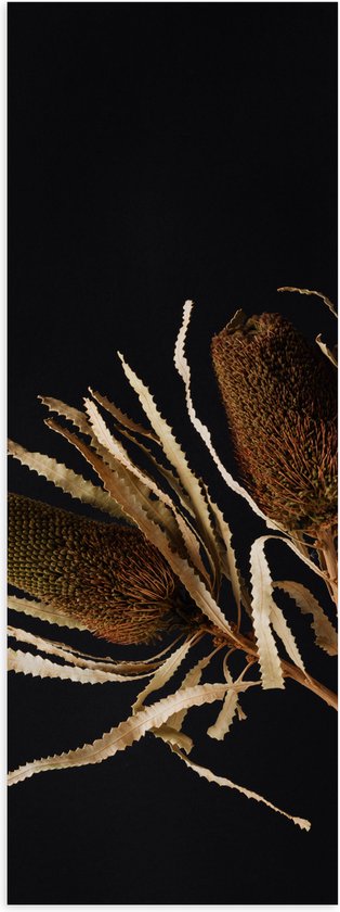 Poster Glanzend – Duo van Banksia Menziesii Planten in Witte Vaas - 20x60 cm Foto op Posterpapier met Glanzende Afwerking