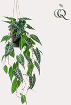 Kunstplant - Alocasia - Olifantsoor - 80 cm
